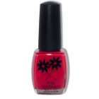 DAISY (D1011) Holland Tulip