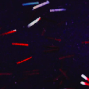 SNS Gelous Dipping Powder - HC03